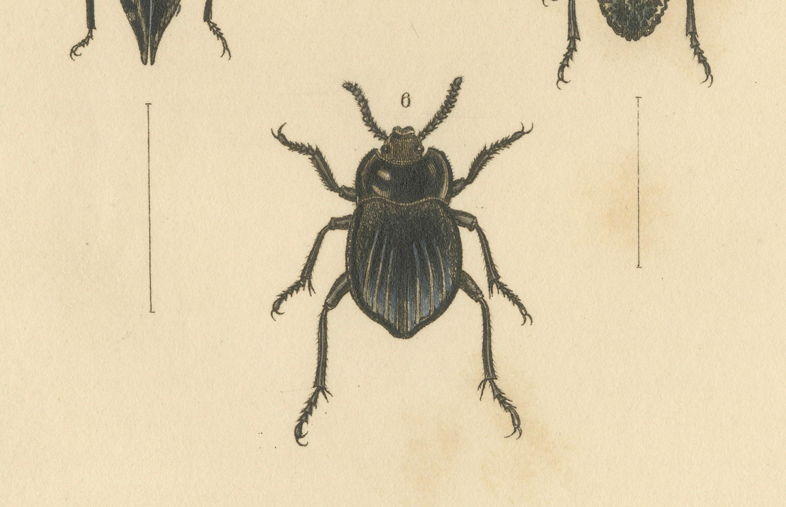 Beetles of the Early 19th Century: A Cuvier Collection from 'The Animal Kingdom' For Sale 1