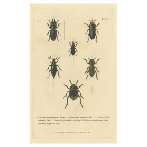 Beetles of the Early 19th Century: A Cuvier Collection from 'The Animal Kingdom'