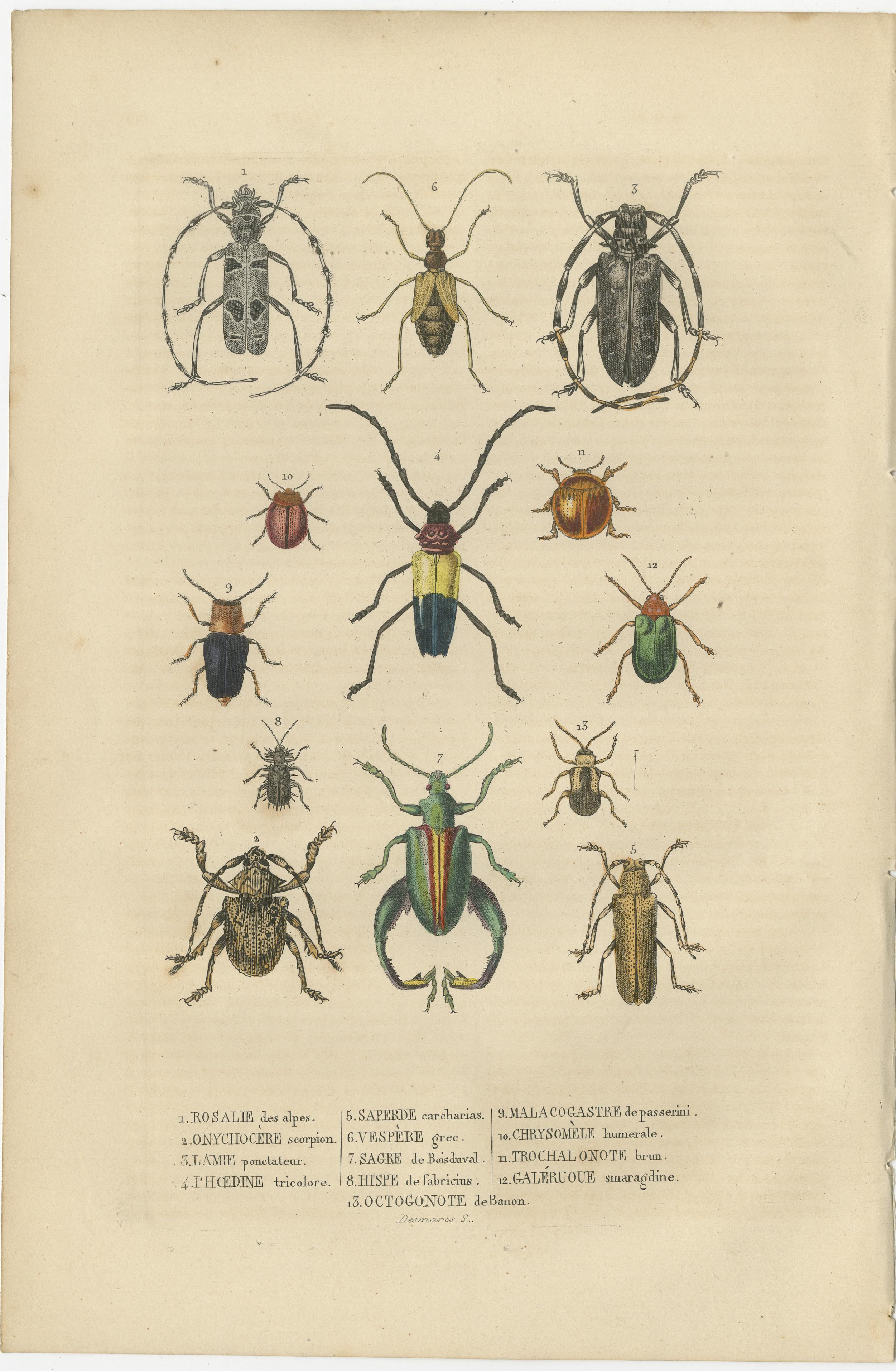 These prints are a collection of meticulously handcolored engravings from the year 1845, each depicting various species of beetles. The level of detail in each illustration is exquisite, with precise linework that captures the intricate textures of