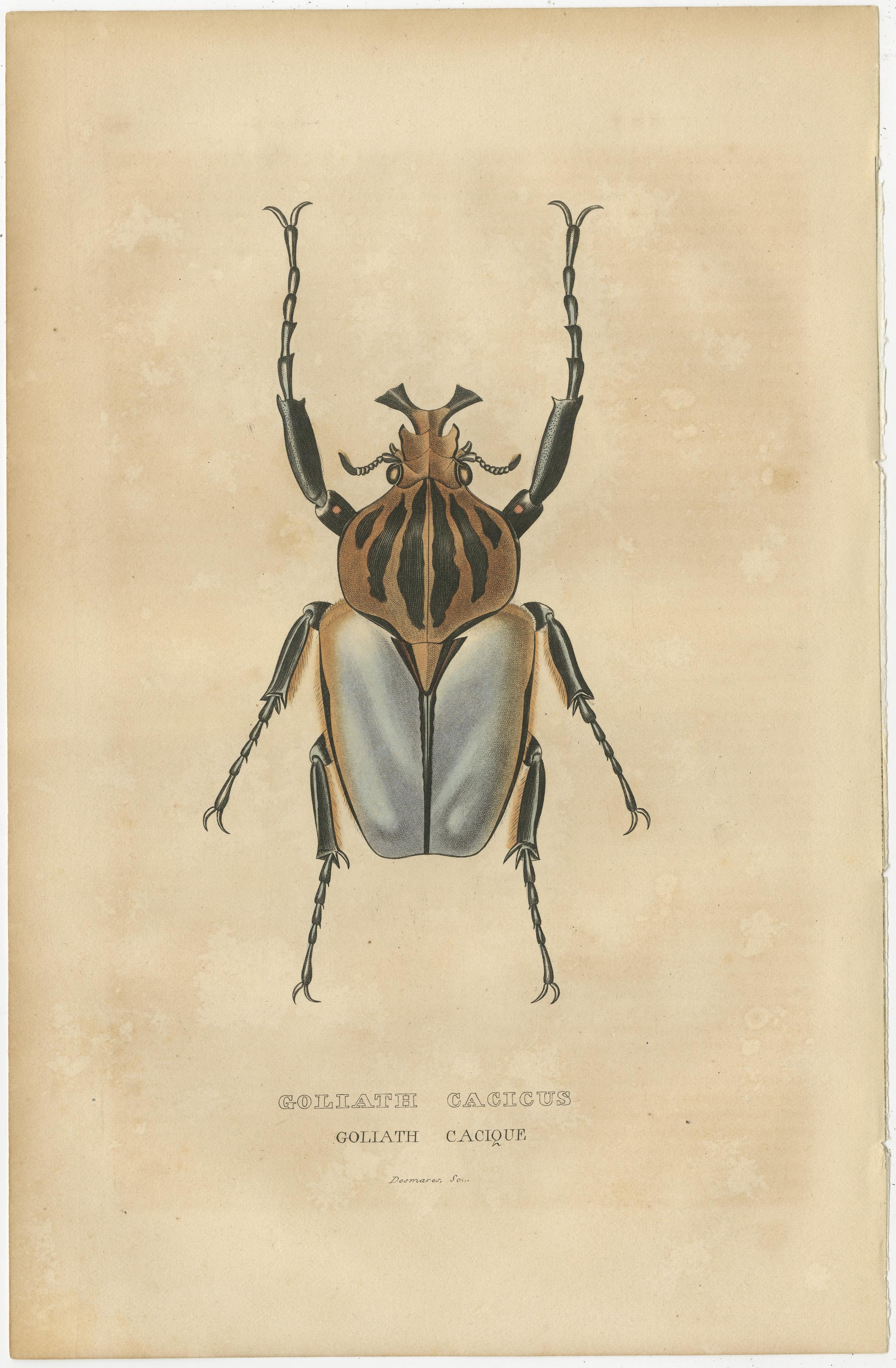 Engraved Beetles of the World: A Collection of Handcolored Engravings from 1845