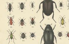 Beetles Print: Stag Beetle, Scarab, Longhorn & Jewel Beetles – Antique 1867