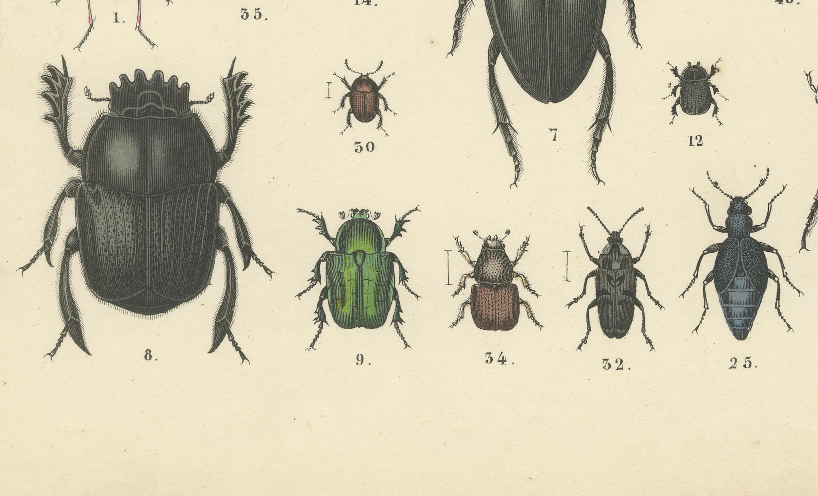 Allemand Impression de coléoptères : Coléoptère du cerf, scarabée, longicorne et Jewell - Antique 1867 en vente