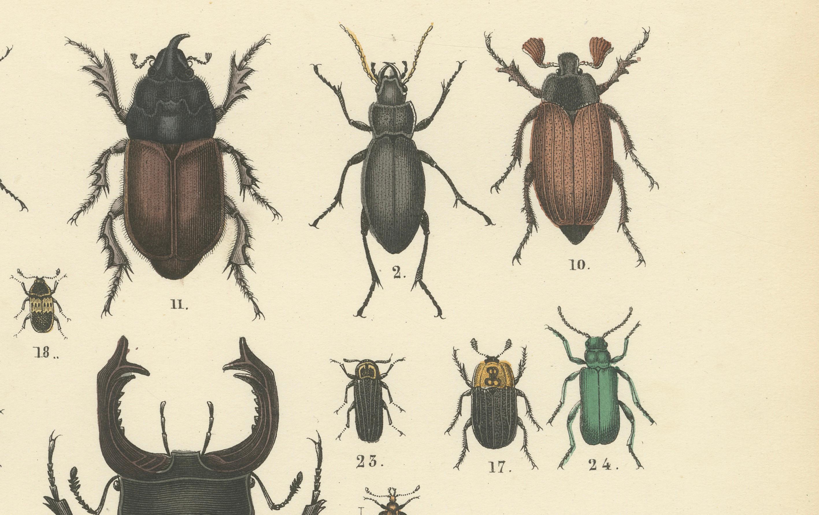 Milieu du XIXe siècle Impression de coléoptères : Coléoptère du cerf, scarabée, longicorne et Jewell - Antique 1867 en vente