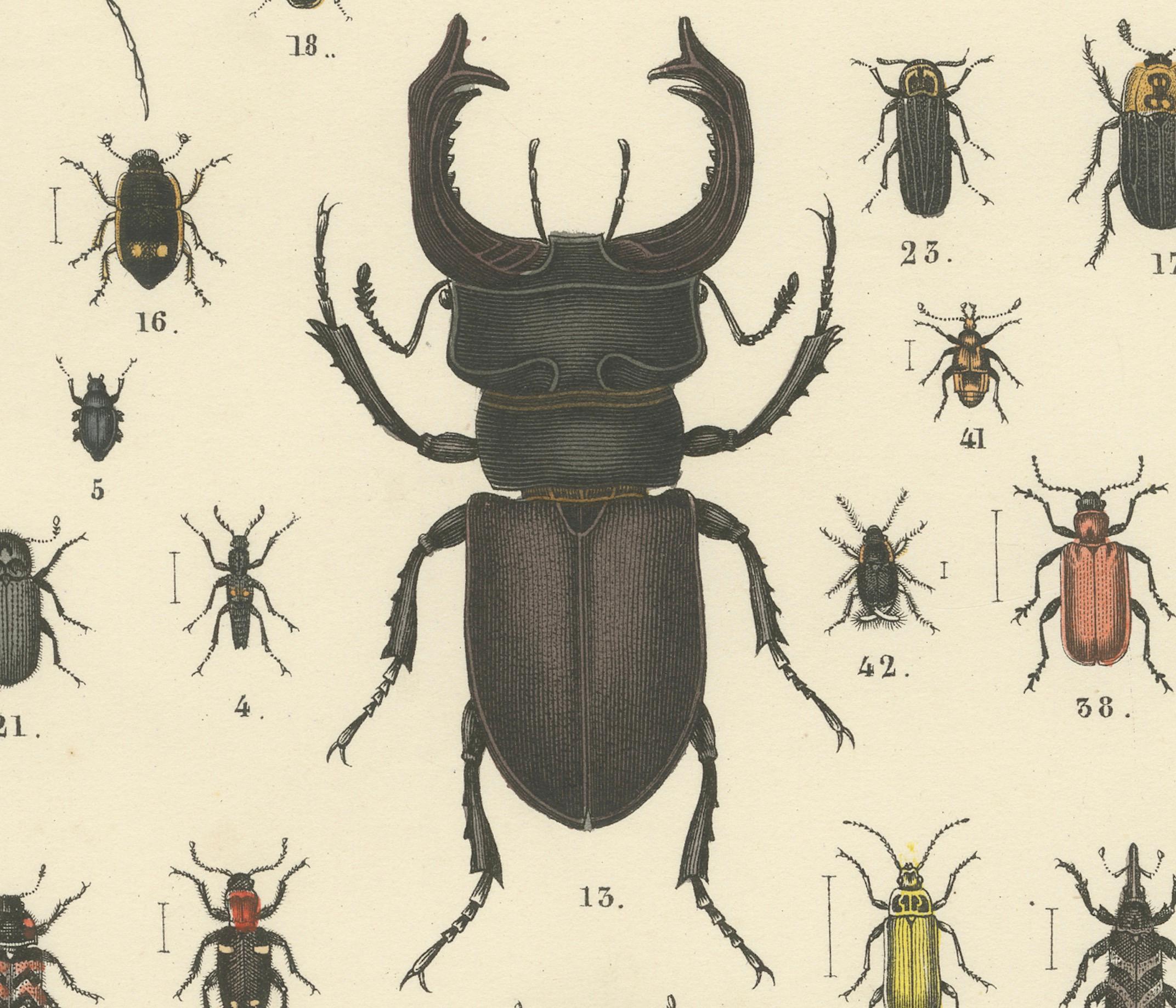 Impression de coléoptères : Coléoptère du cerf, scarabée, longicorne et Jewell - Antique 1867 en vente 1