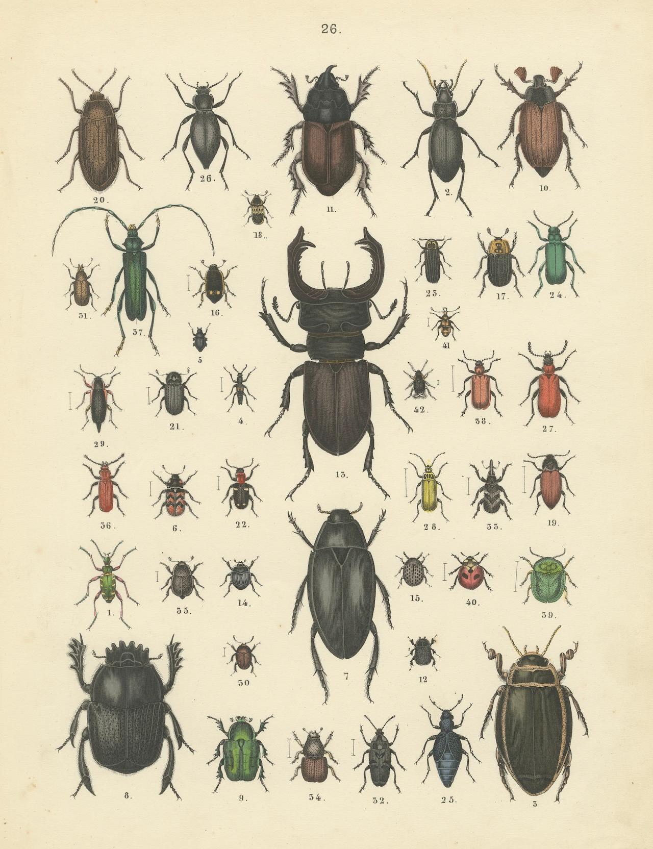 Impression de coléoptères : Coléoptère du cerf, scarabée, longicorne et Jewell - Antique 1867 en vente 2
