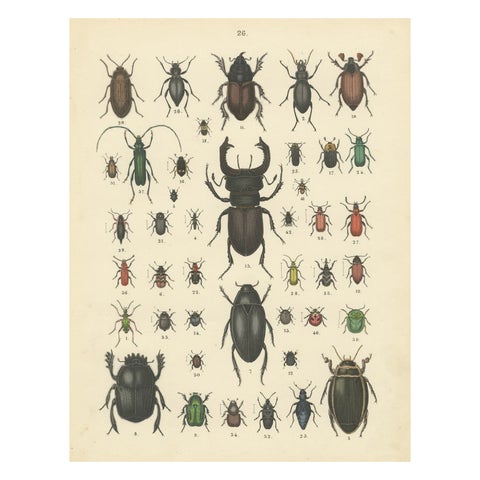 Beetles Print: Stag Beetle, Scarab, Longhorn & Jewel Beetles, Antique 1867