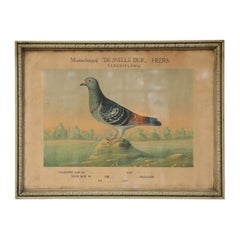 Belgian Colored Framed Pigeon Diploma