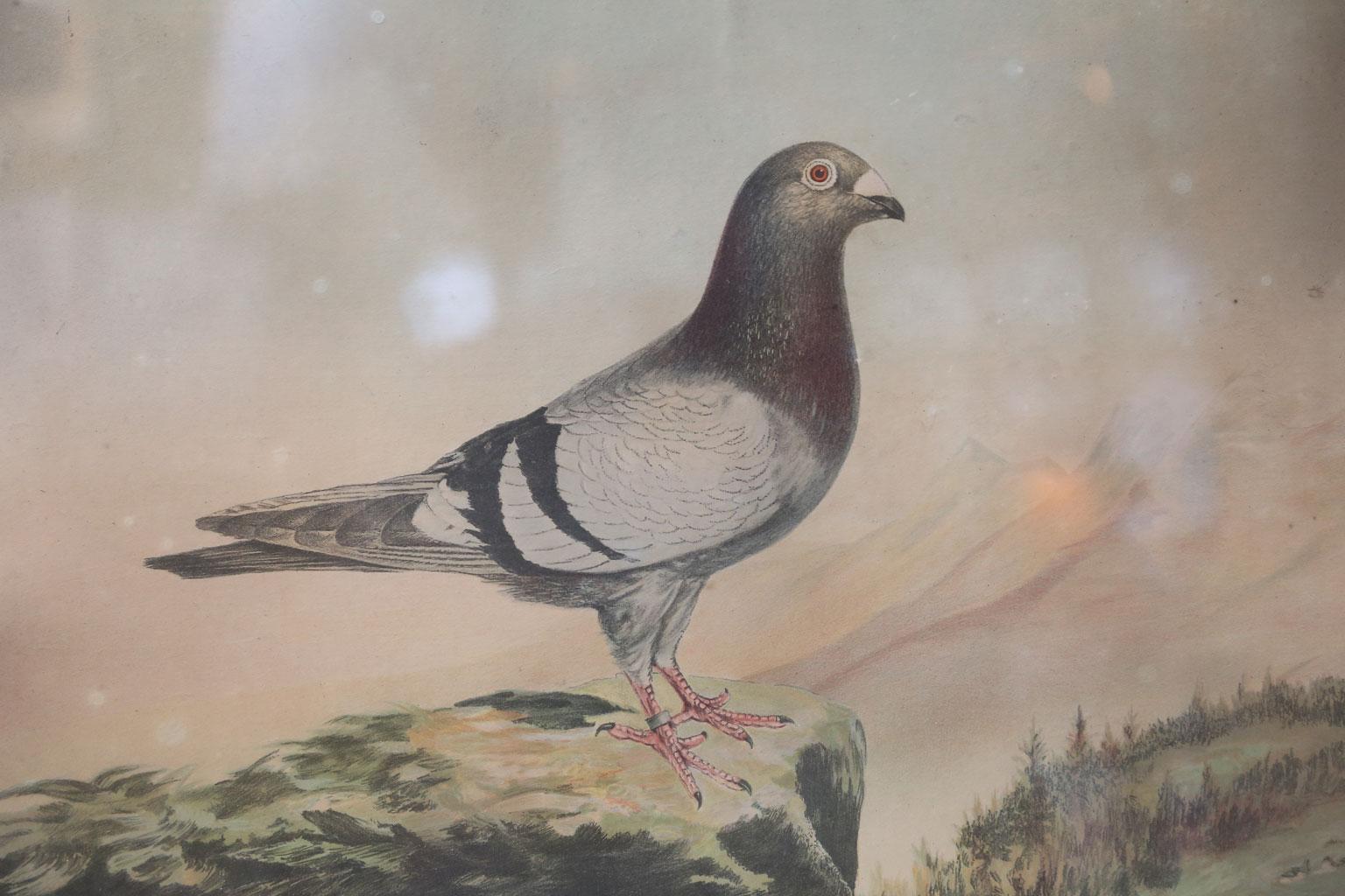 These Lithographs were awarded as prizes to carrier pigeons  This is an original trophy with a hand-lettered information of the pigeon placed on the troply.