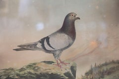 Belgian Colored Framed Pigeon Diploma Lithograph
