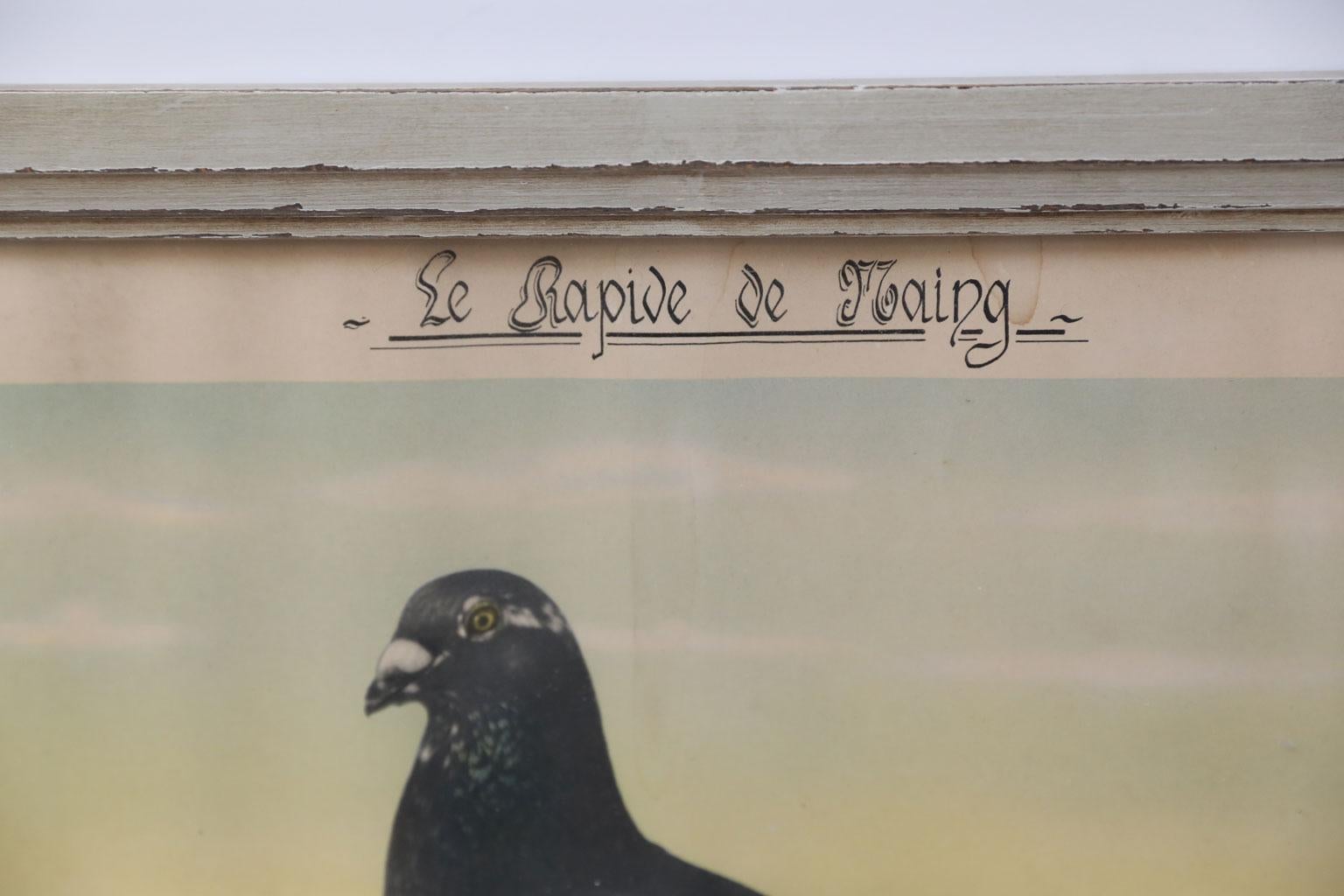 Authentic, Carrier Pigeon Racing Diploma In Good Condition In Houston, TX