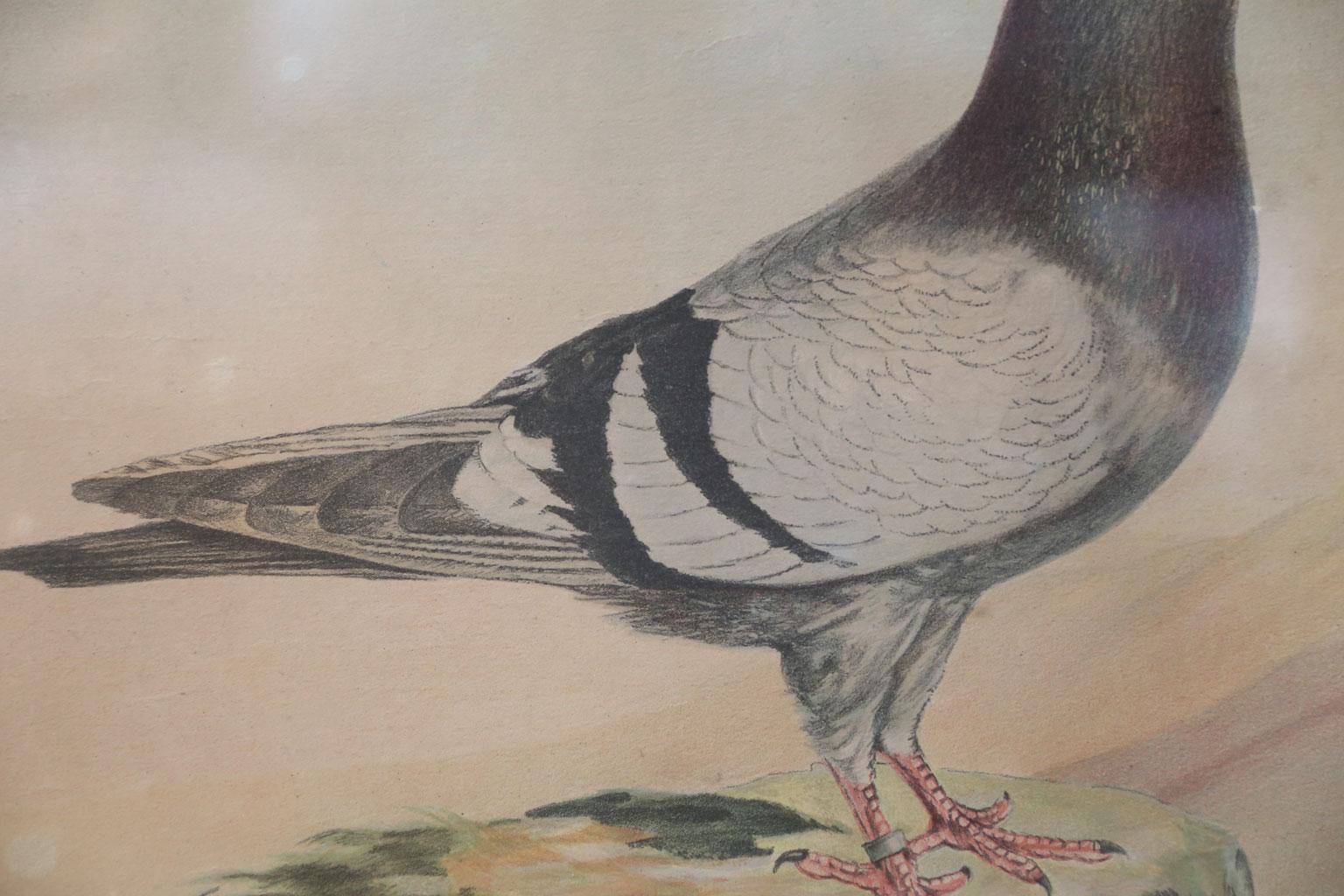 Mid-20th Century Belgian Colored Framed Pigeon Diploma Lithograph