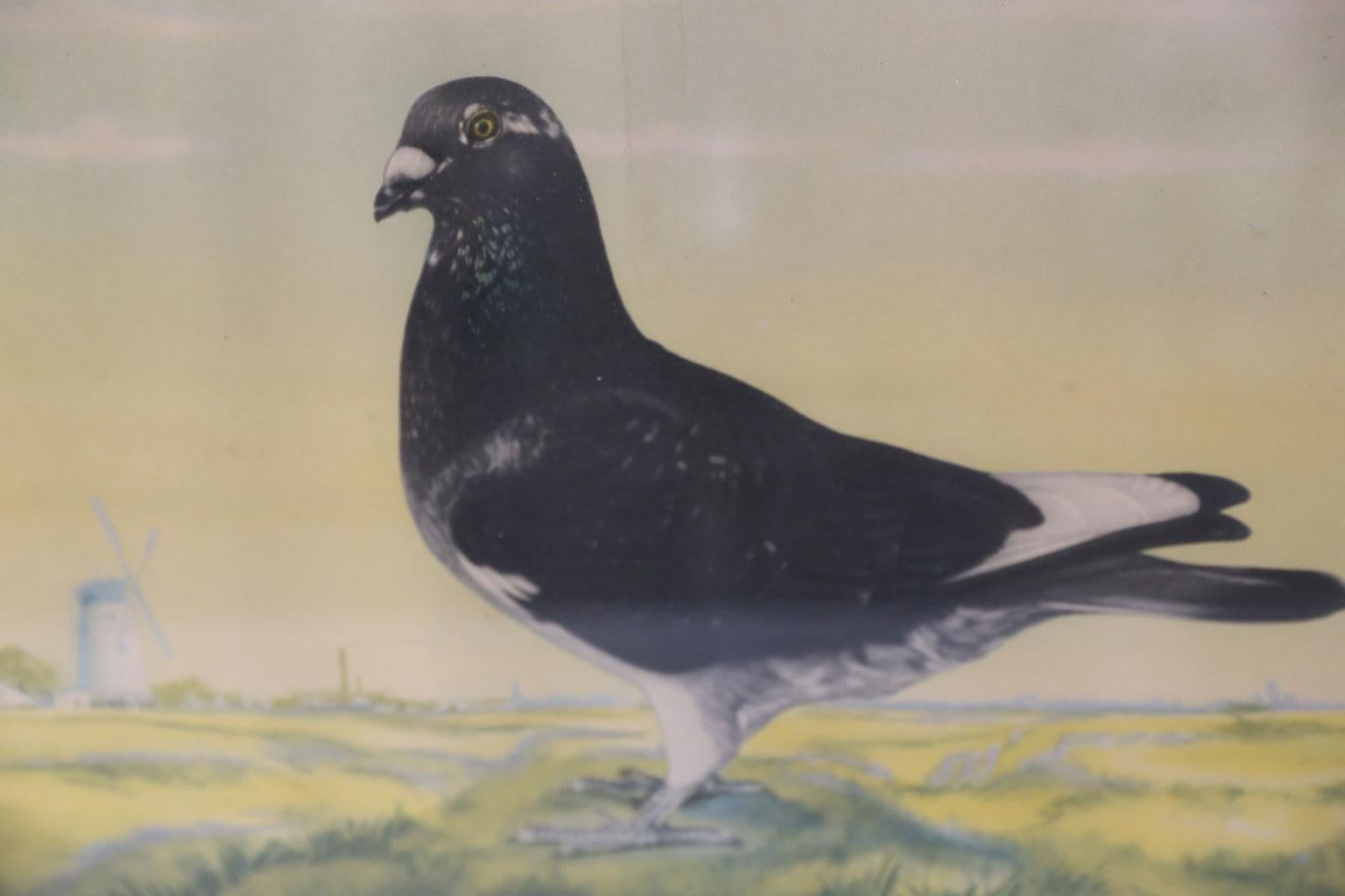Paint Authentic, Carrier Pigeon Racing Diploma