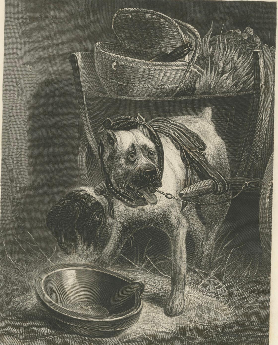 Engraved Belgian Mastiff Working Dog – Antique Engraving by A.H. Payne, c.1850 For Sale