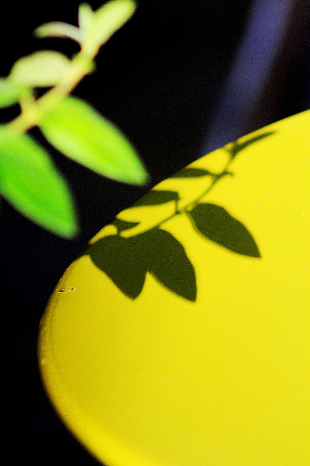 Bellec Figurative Photograph - La table citron