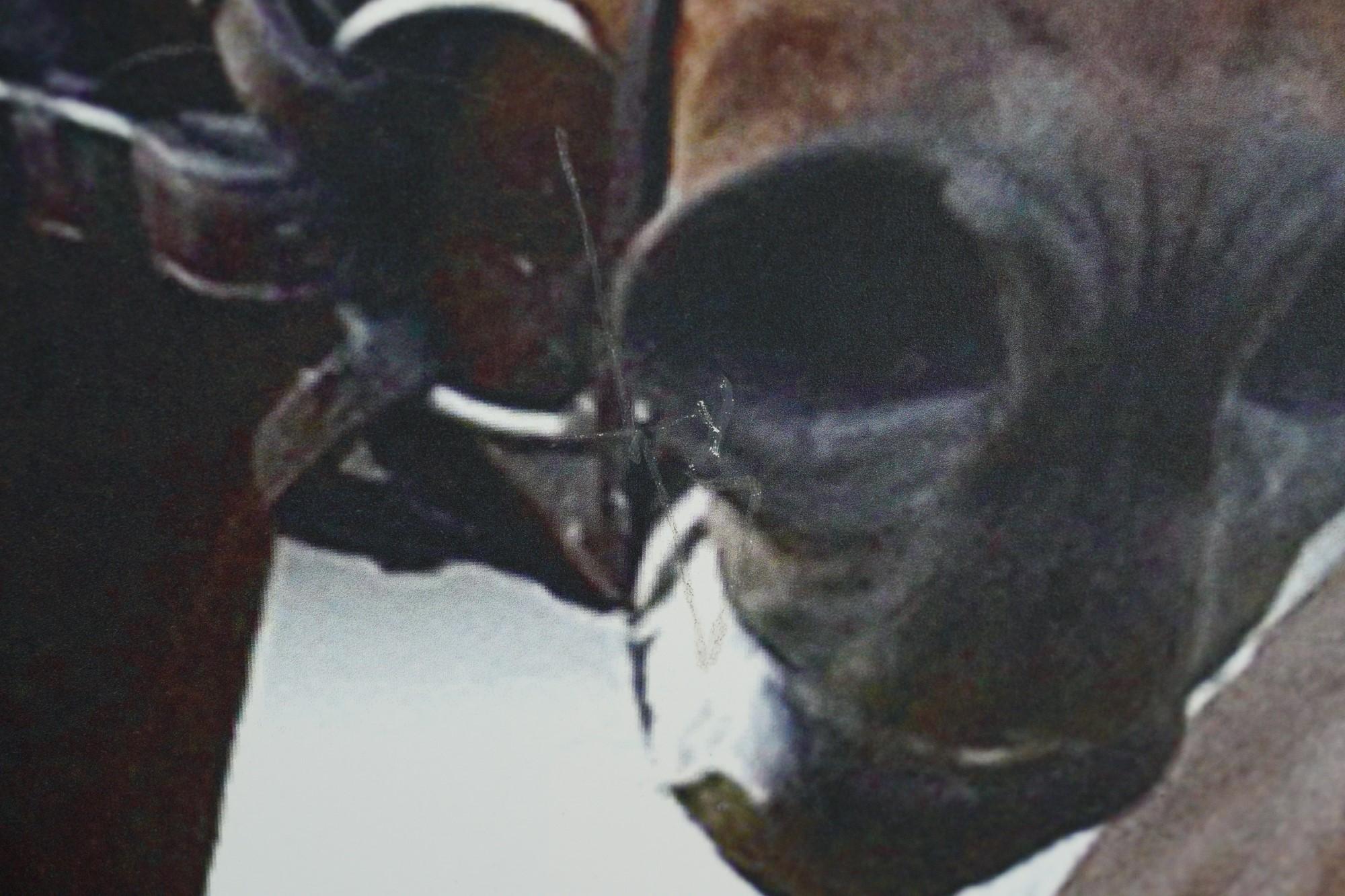 Belmont Park 2004 Horse of The Year Ghostzapper Vinyl Print In Good Condition For Sale In New York, NY