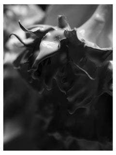 „Foliate“ Schwarz-Weiß-Fotografie 24" x 18" Zoll Auflage 1/20 von Ben Cope