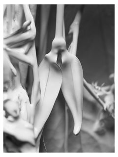 "Blade" Photographie noire et blanche 24" x 18" pouces Edition 1/20 par Ben Cope