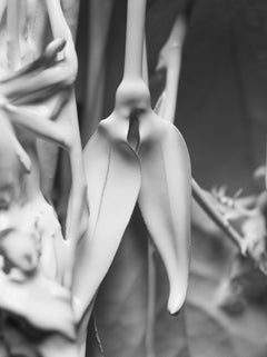 "Blade" Fotografía en blanco y negro 24" x 18" pulgadas Edición 1/20 de Ben Cope