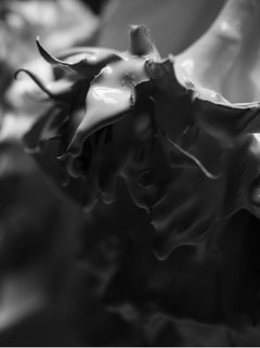Photographie noire et blanche 24" x 18" pouces Édition 1/20 par Ben Cope