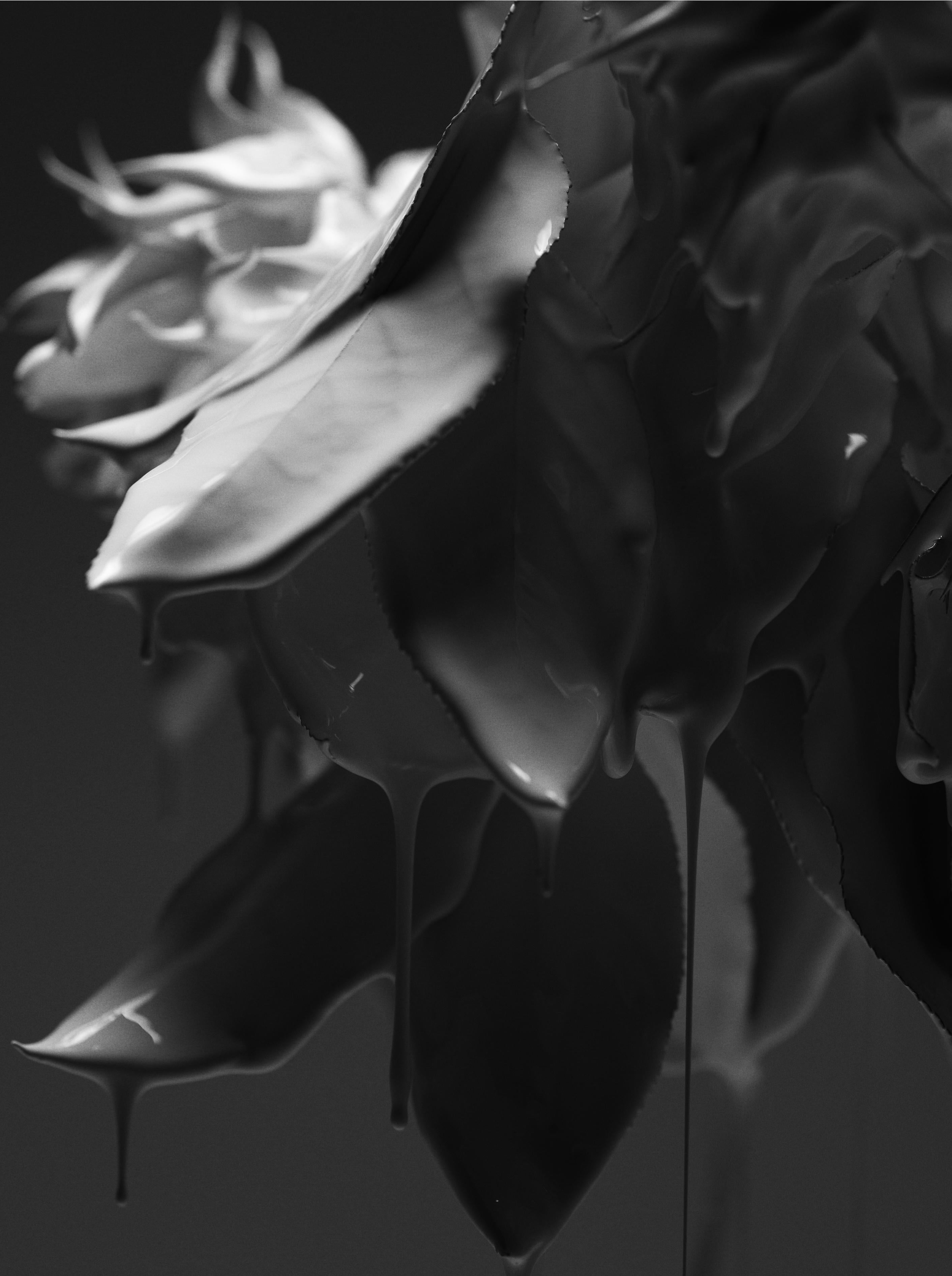 "Frond" Fotografía en blanco y negro 24" x 18" pulgadas Edición 1/20 de Ben Cope