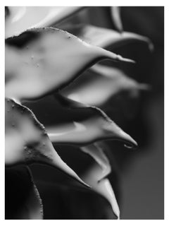 "Needle" Fotografia in bianco e nero 40" x 30" pollici Edizione 1/12 di Ben Cope