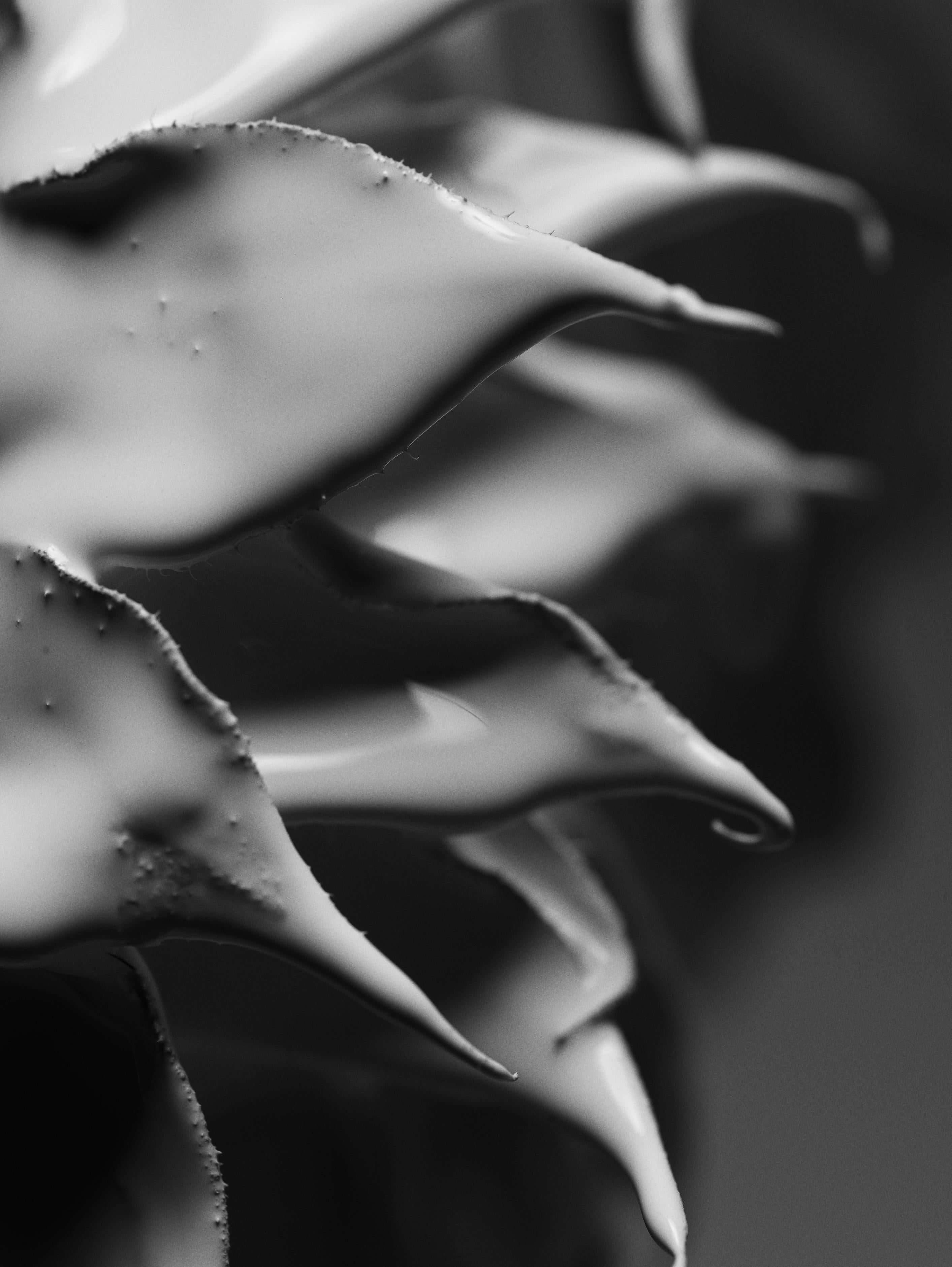 "Aguja" Fotografía en blanco y negro 40" x 30" pulgadas Edición 1/12 por Ben Cope