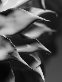 "Aguja" Fotografía en blanco y negro 40" x 30" pulgadas Edición 1/12 por Ben Cope