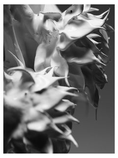 „Verdure“ Schwarz-Weiß-Fotografie 24" x 18" Zoll Auflage 1/20 von Ben Cope