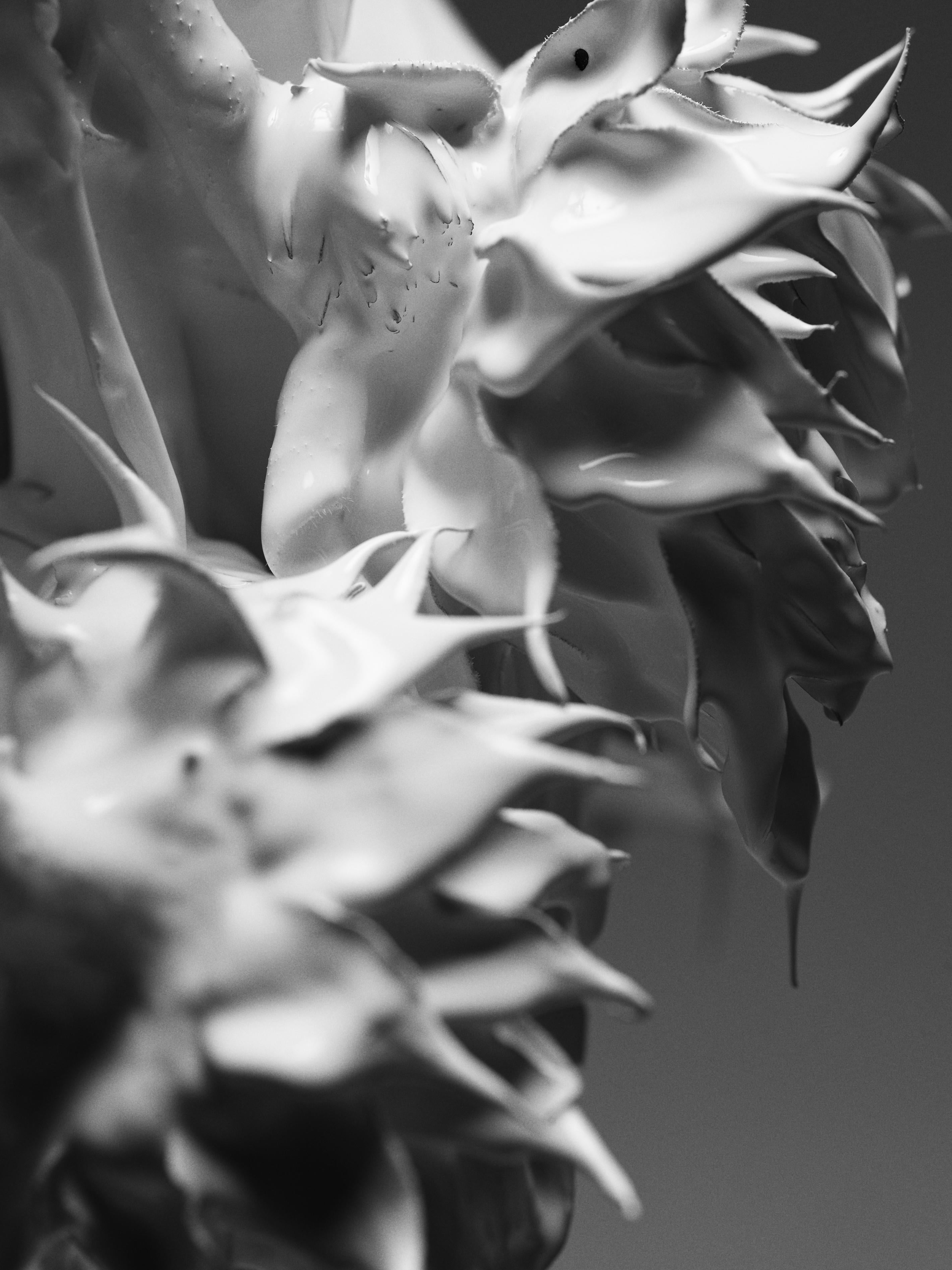 "Verdura" Fotografía en blanco y negro 24" x 18" pulgadas Edición 1/20 de Ben Cope 

Sin enmarcar. Se envía en un tubo. 

Serie BLANC de Ben Cope:
Ben Cope es un retratista afincado en Los Ángeles, licenciado en escultura cerámica y fotografía por