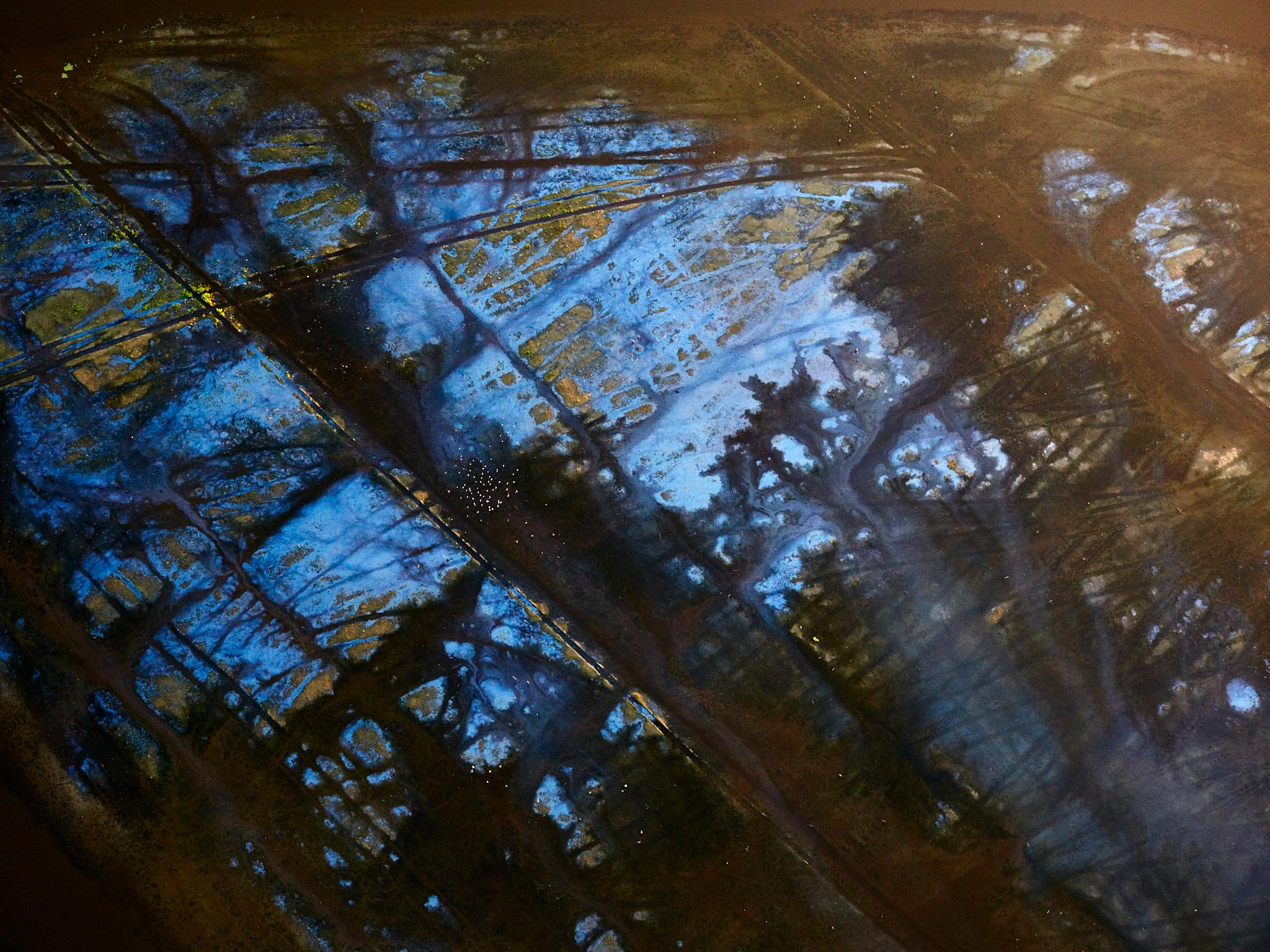 Ben Depp Landscape Photograph - Jeannerette, Flooded Sugar Cane Field