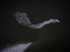 Pelikanen in der Scofield Bay