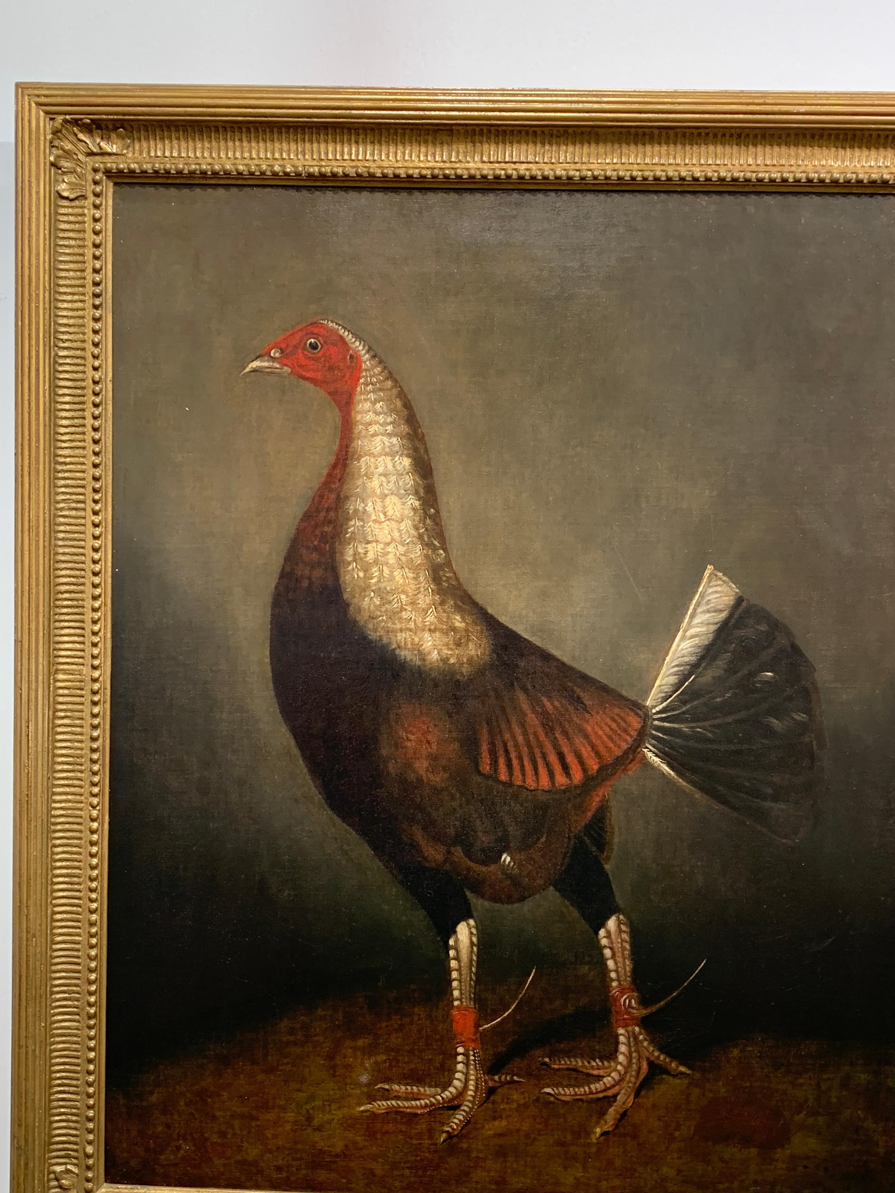 19th Century English portrait of a Fighting Game Cock, with Spurs - Painting by Ben Marshall