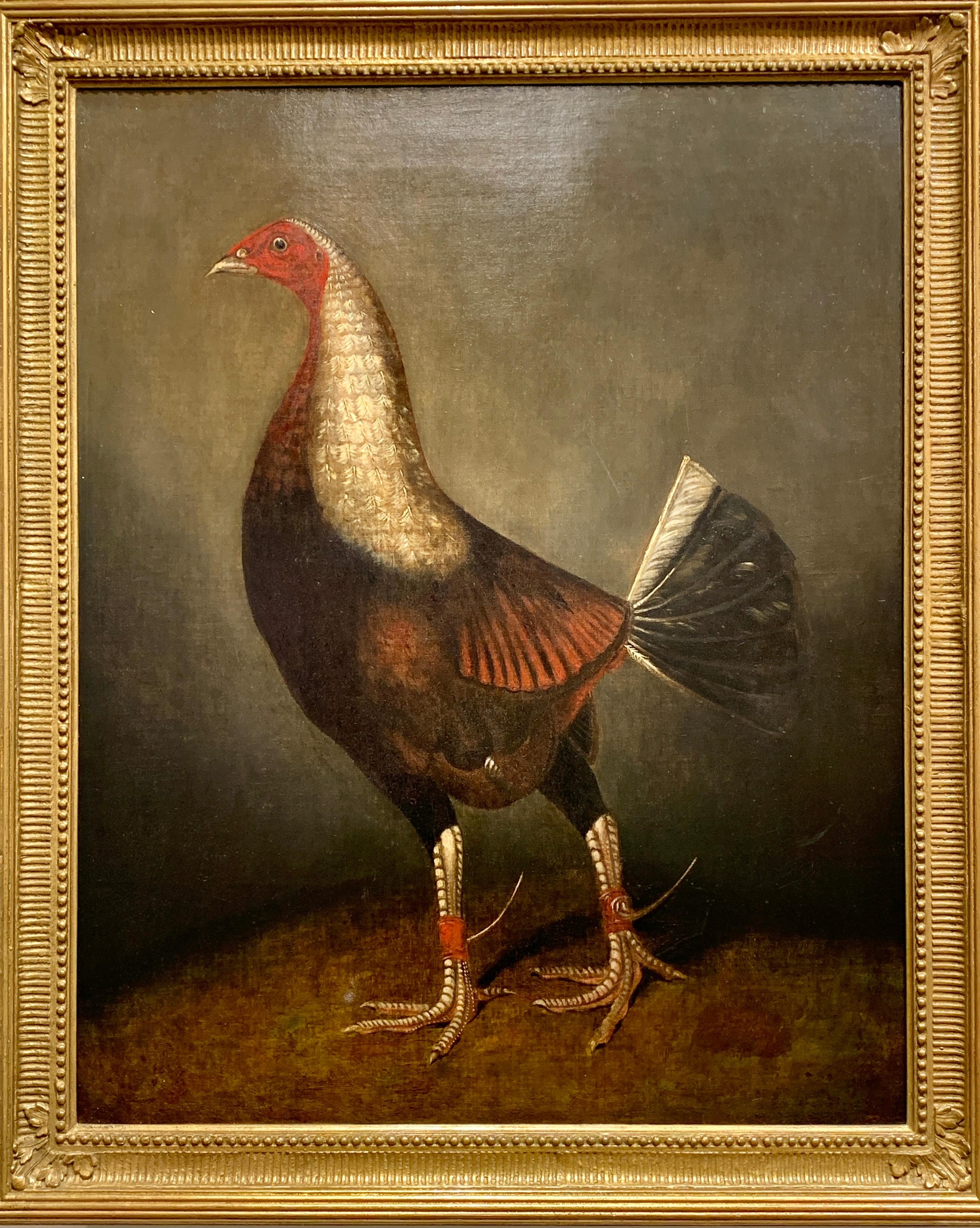 Ben Marshall Animal Painting - 19th Century English portrait of a Fighting Game Cock, with Spurs