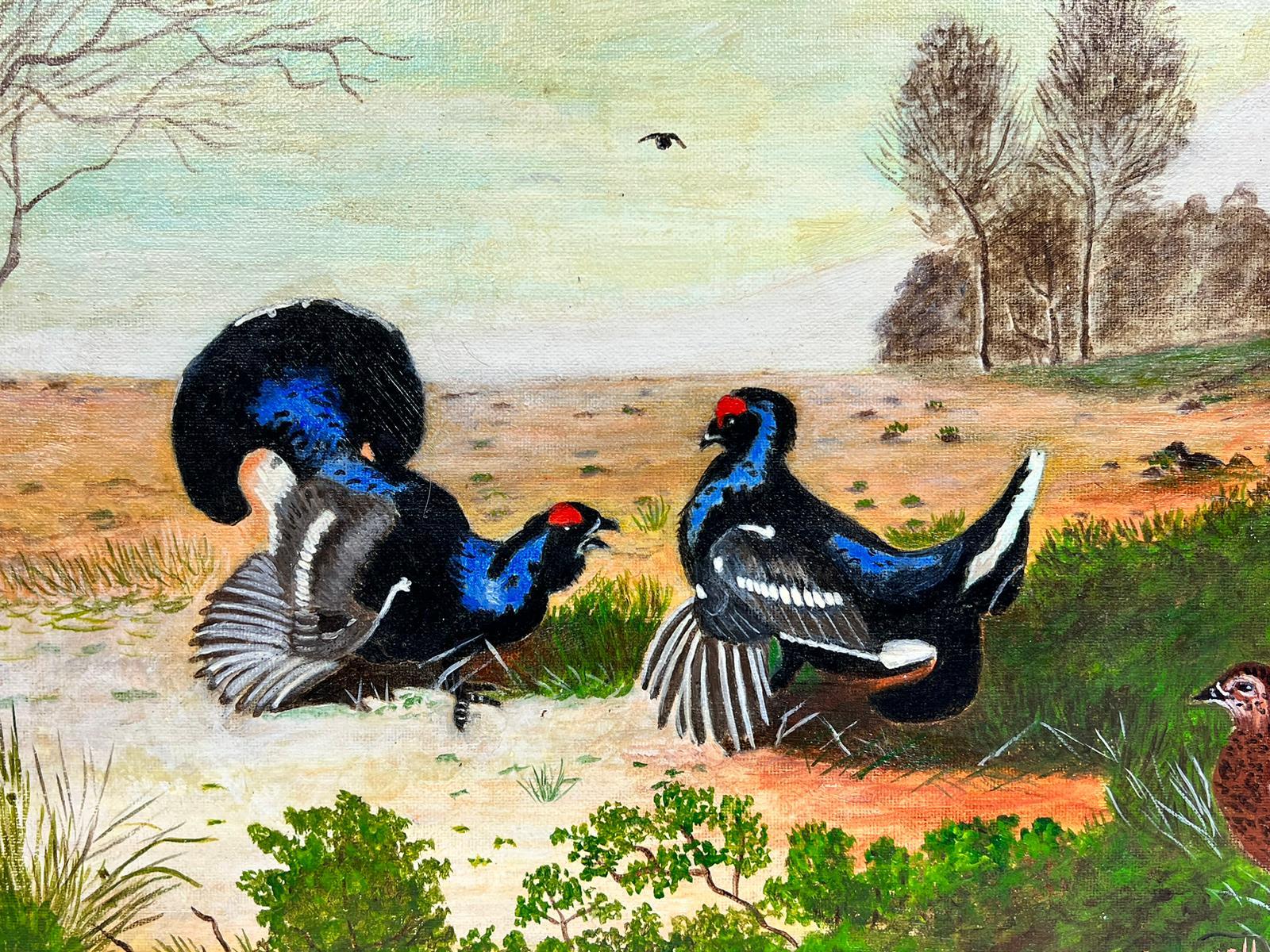 gallo delle nevi