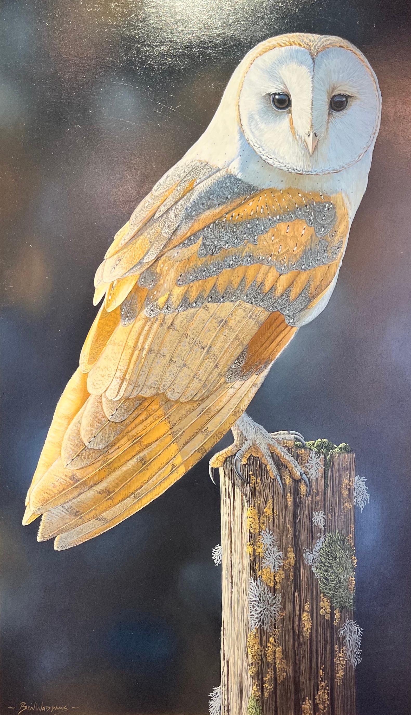 Ben Waddams  Animal Painting - 'Catching the Rays' Photorealist painting of an owl, amber, white, brown