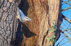 'Winter Nuthatch' Photorealist painting of a nuthatch in the snow