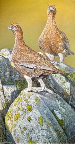 'On The Rocks' Photorealist painting of Grouse grey, green, brown
