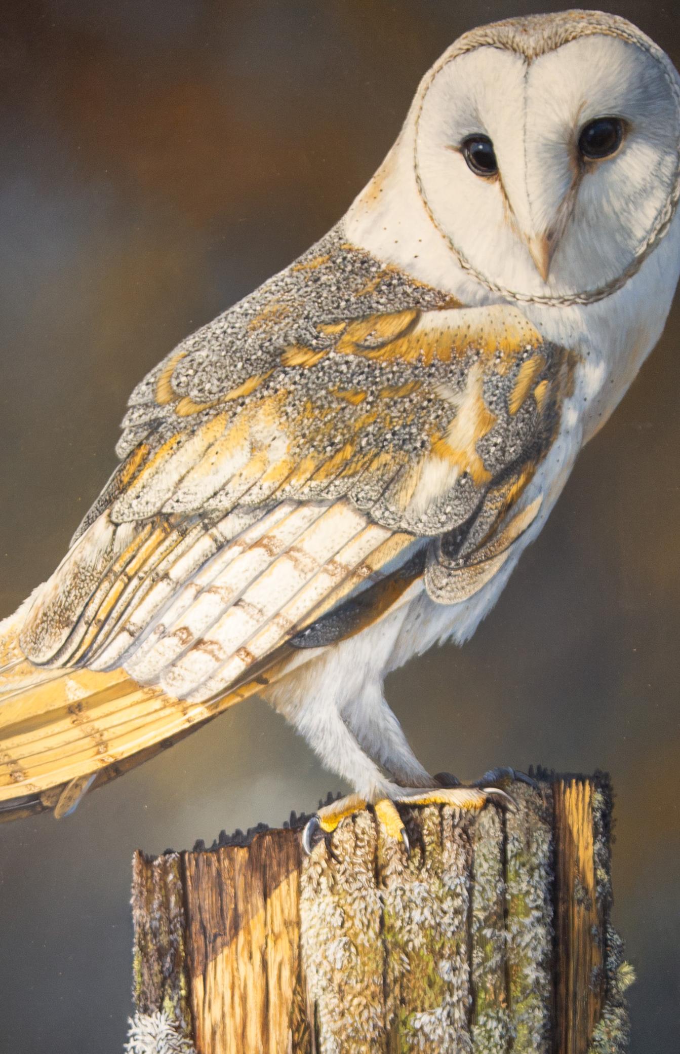 'The Watcher by Ben Waddams is a Contemporary Realist Wildlife oil painting of an English Barn Owl.  With such incredible detail you almost expect the bird to take flight!   Ben Waddams is a British wildlife artist living and working in Shropshire.