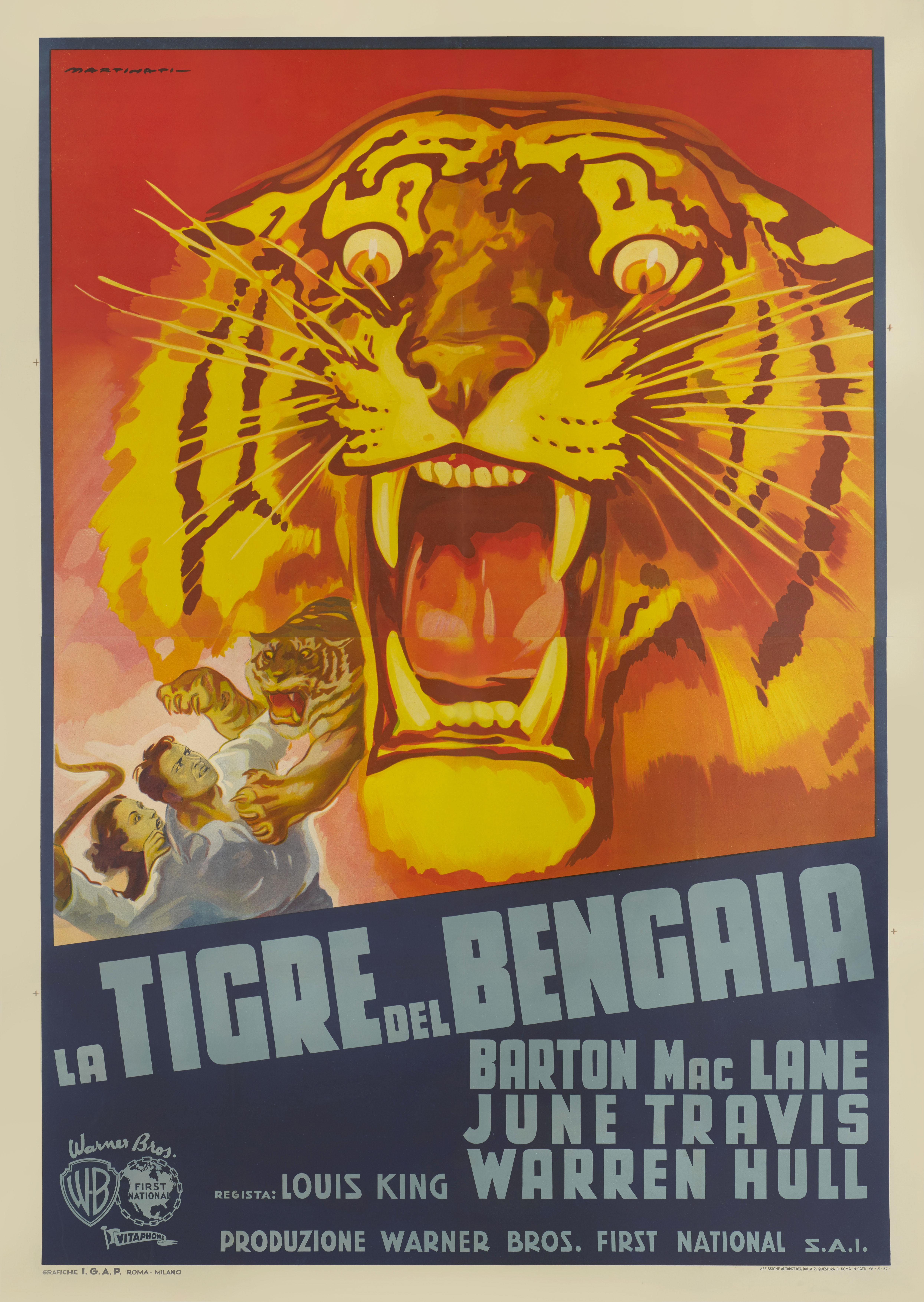 Original Italian film poster for the 1936 action adventure film Bengal Tiger.
This 1936 film was directed by Louis King. The cast includes Barton MacLane, June Travis and Warren Hull. It tells the story of a circus animal trainer, who has a