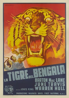 Bengal Tiger / La Tigre del Bengala