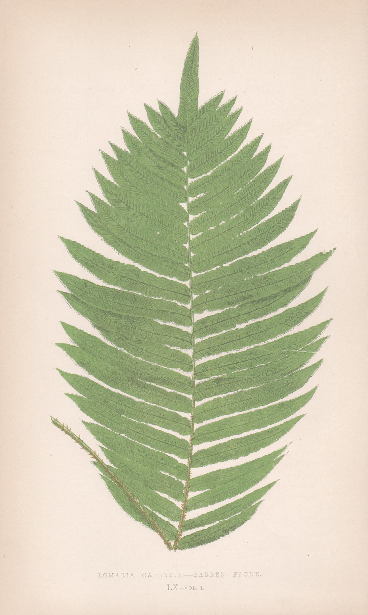 5 antique fern botanical colour woodblock prints - Print by Benjamin Fawcett