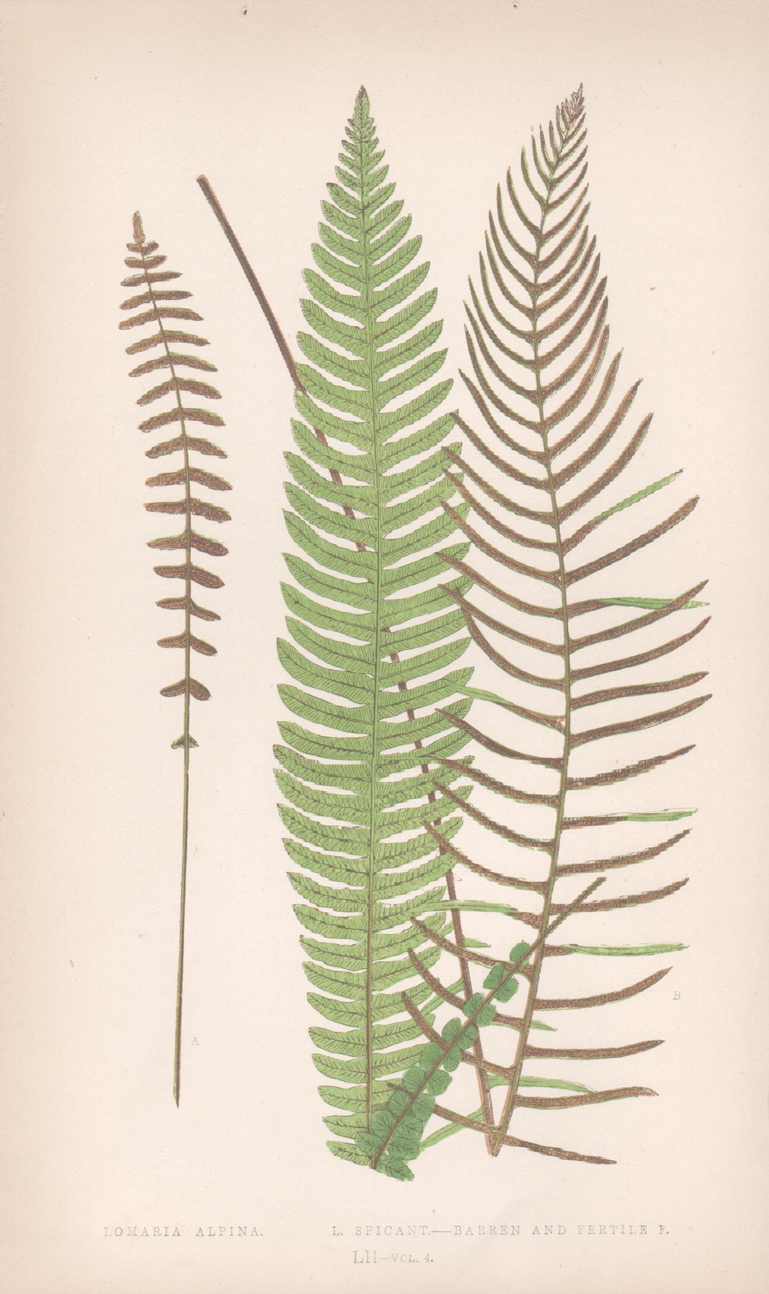 5 antique fern botanical colour woodblock prints - White Still-Life Print by Benjamin Fawcett