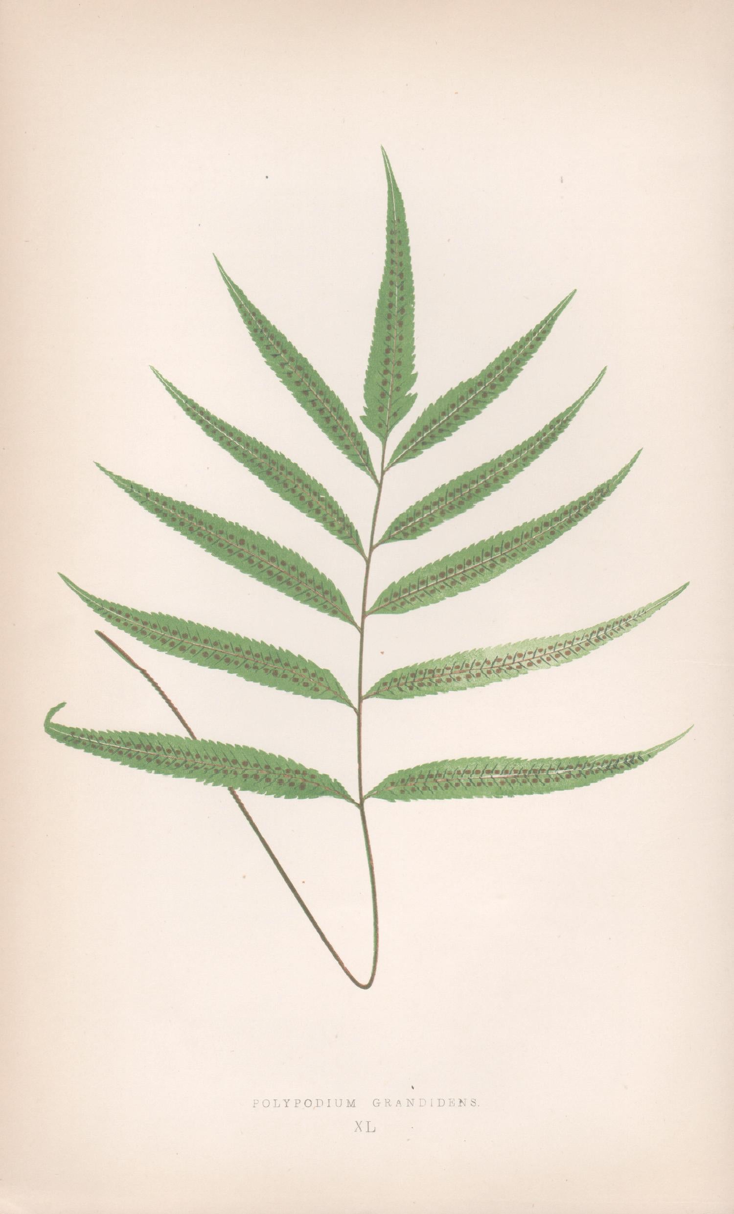 5 Antique 19th century fern colour woodblocks by Benjamin Fawcett after AF Lydon. From Edward J. Lowe’s 'Ferns: British and Exotic', 1867.

250mm by 150mm (sheet)
