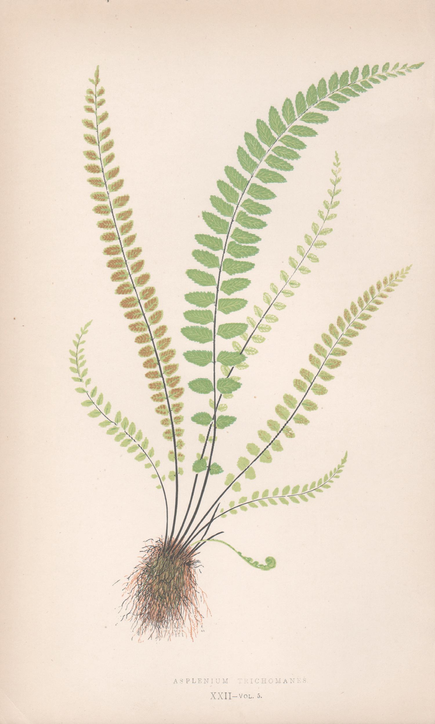 Benjamin Fawcett Still-Life Print - 5 antique fern botanical colour woodblock prints