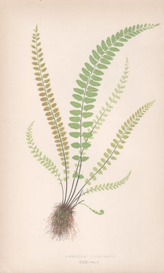 5 antique fern botanical colour woodblock prints