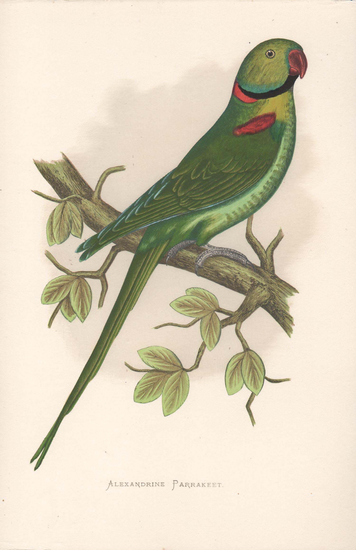 Benjamin Fawcett Animal Print - Alexandrine Parrakeet, Antique Bird Parrot Chromolithograph, circa 1885