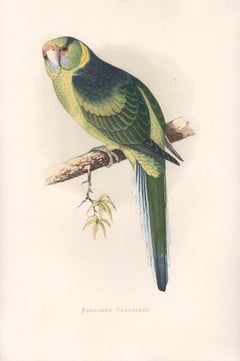 Barnard's Parrakeet, Antique Bird Parrot Chromolithograph, circa 1885