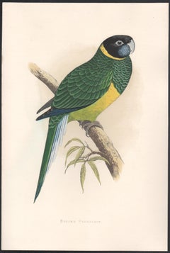Bauer's Parrakeet, Antique Bird Parrot Chromolithograph, circa 1885