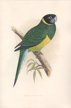 Bauer's Parrakeet, Antique Bird Parrot Chromolithograph, circa 1885