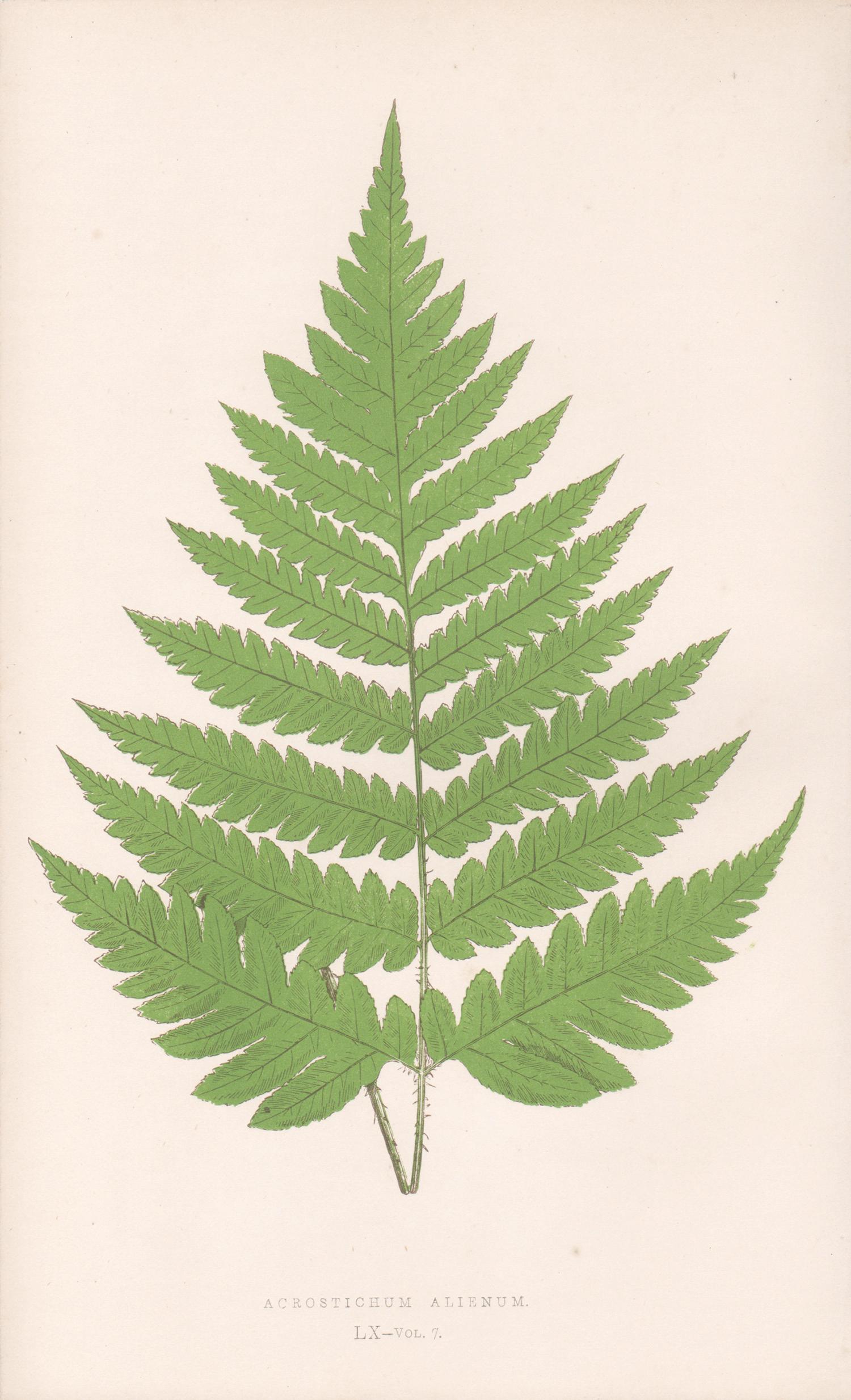 Benjamin Fawcett Still-Life Print - Ferns - Acrostichum Alienum, antique fern botanical woodblock print